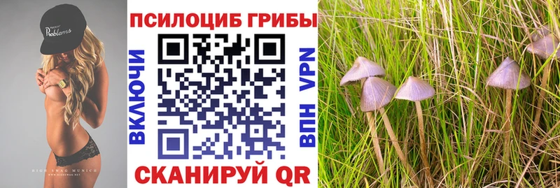 Псилоцибиновые грибы MAGIC MUSHROOMS  Купить где  Горно-Алтайск 